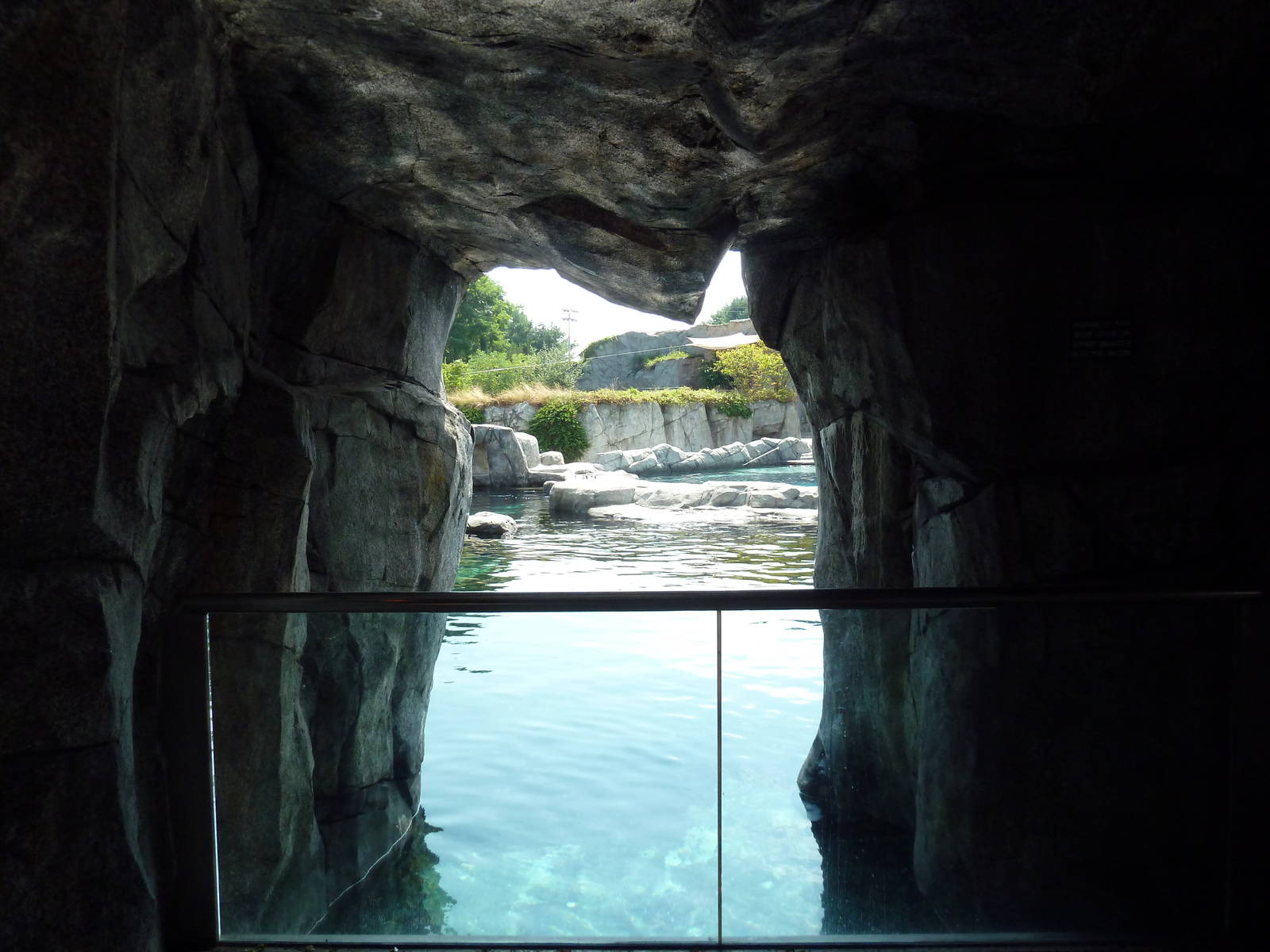 Arctic Coast - Beluga Whale Exhibit