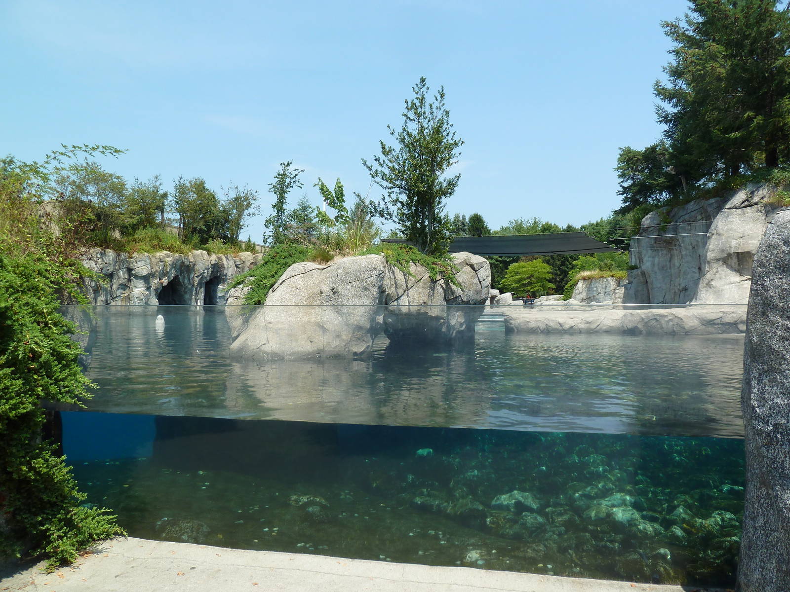 Arctic Coast - Beluga Whale Exhibit