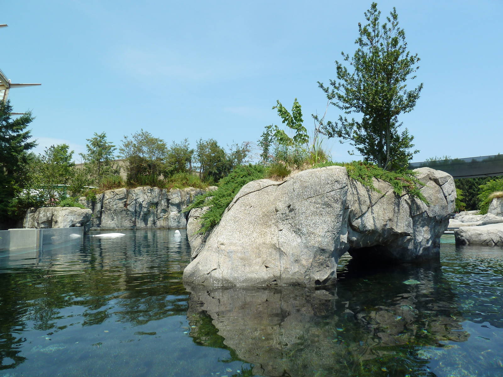 Arctic Coast - Beluga Whale Exhibit