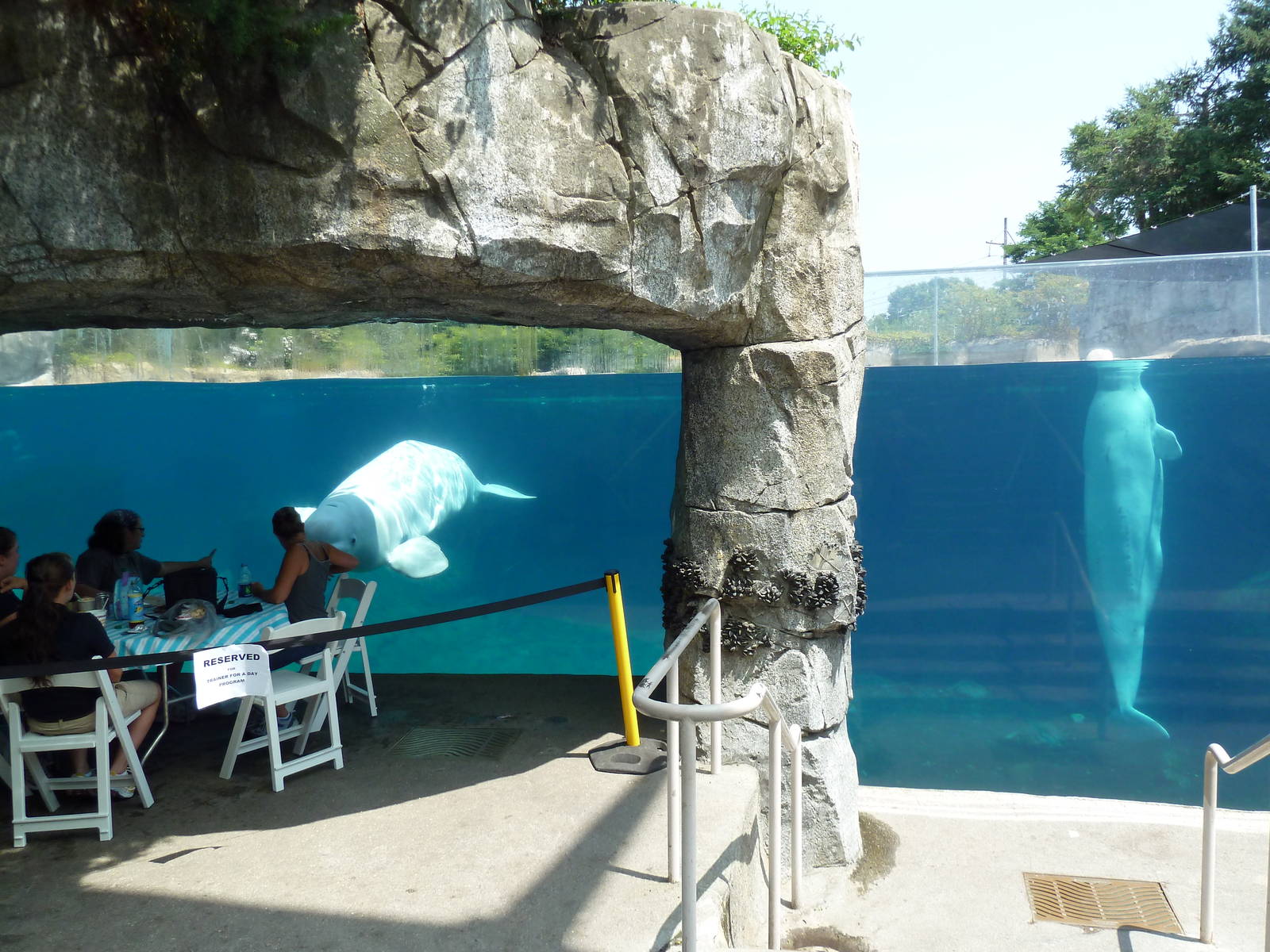 Arctic Coast - Beluga Whale Exhibit