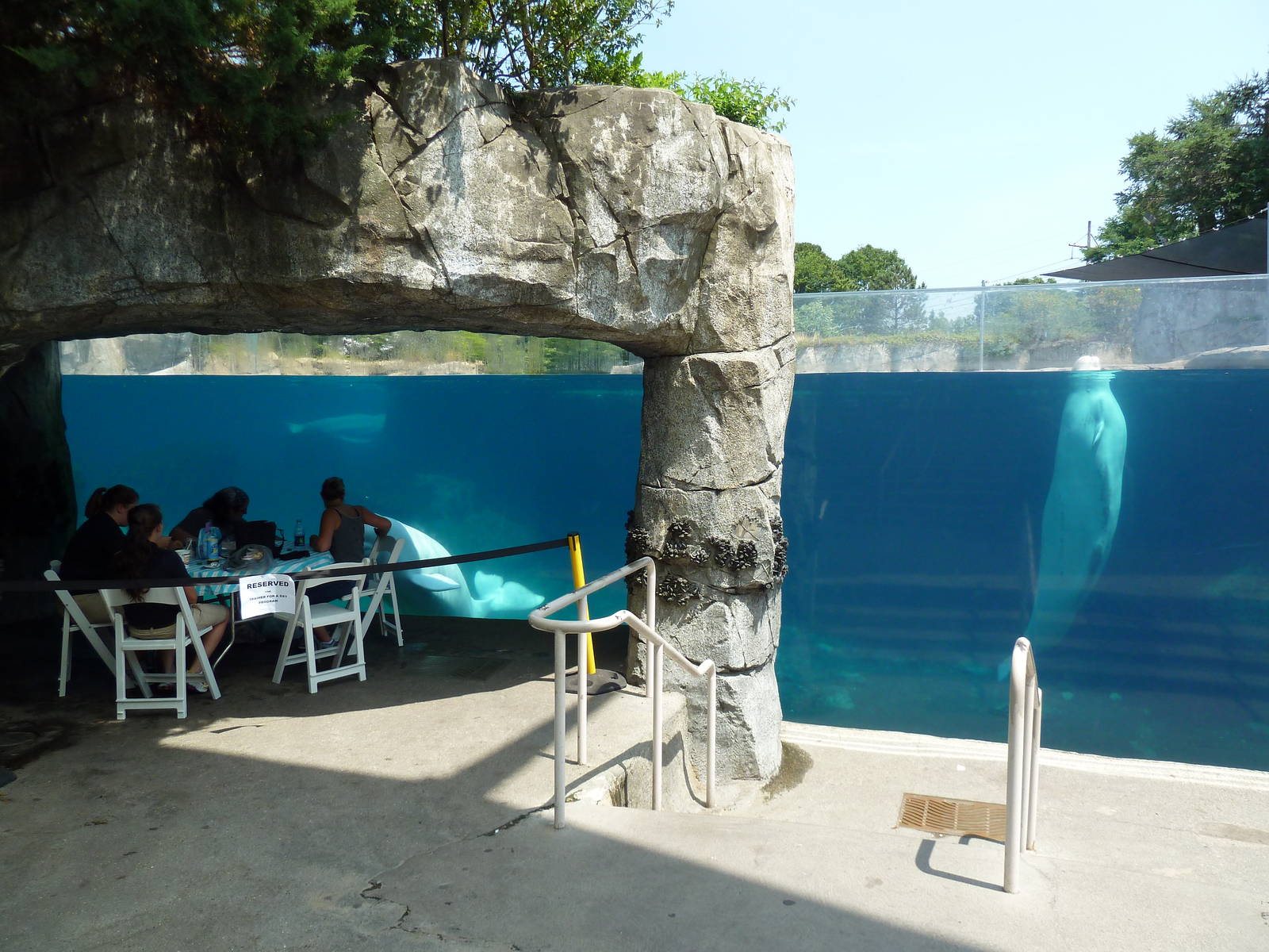 Arctic Coast - Beluga Whale Exhibit