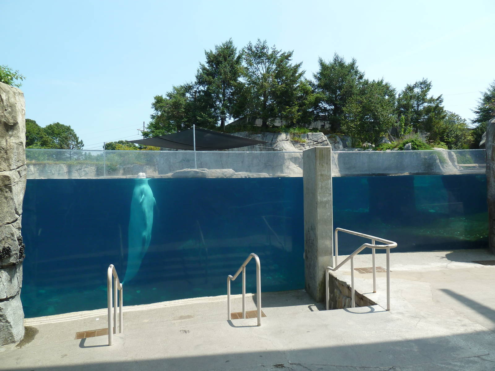 Arctic Coast - Beluga Whale Exhibit