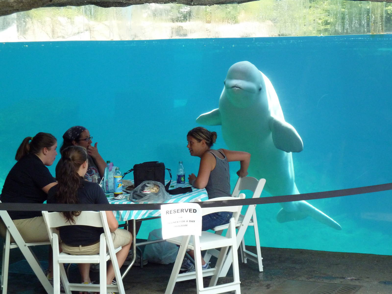 Arctic Coast - Beluga Whale Exhibit