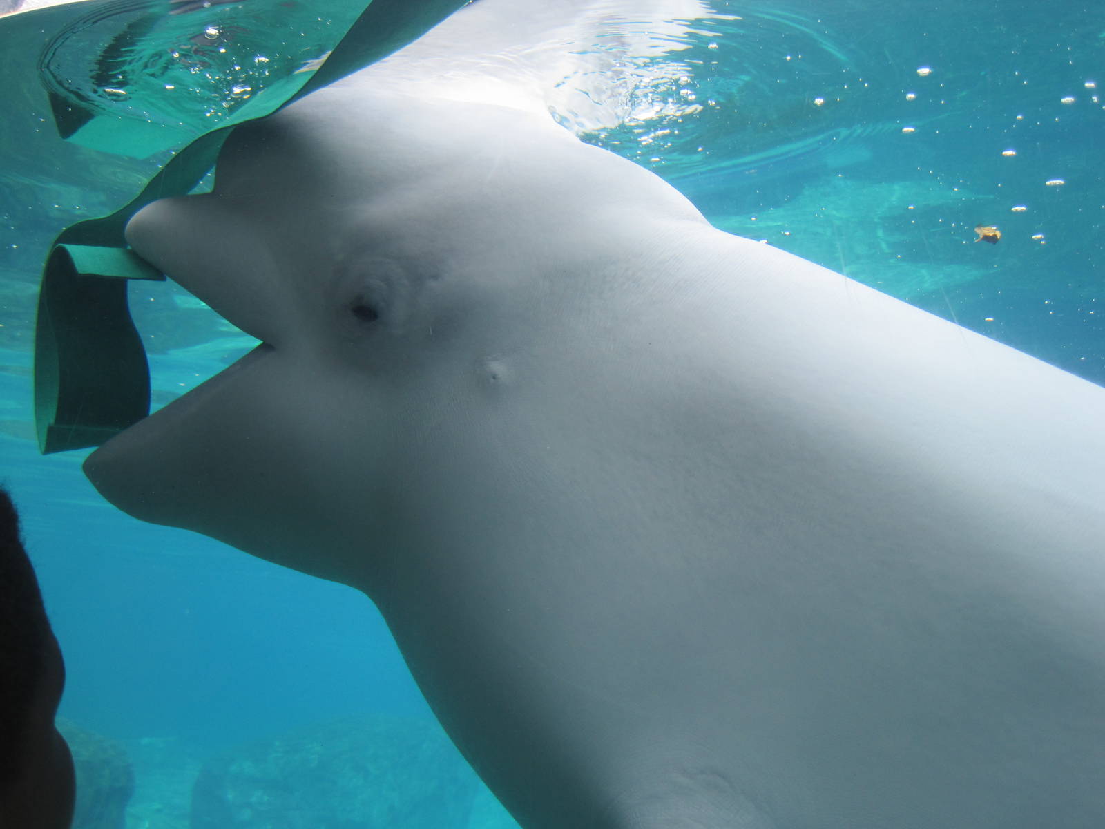 Arctic Coast- Juno and His Ribbon