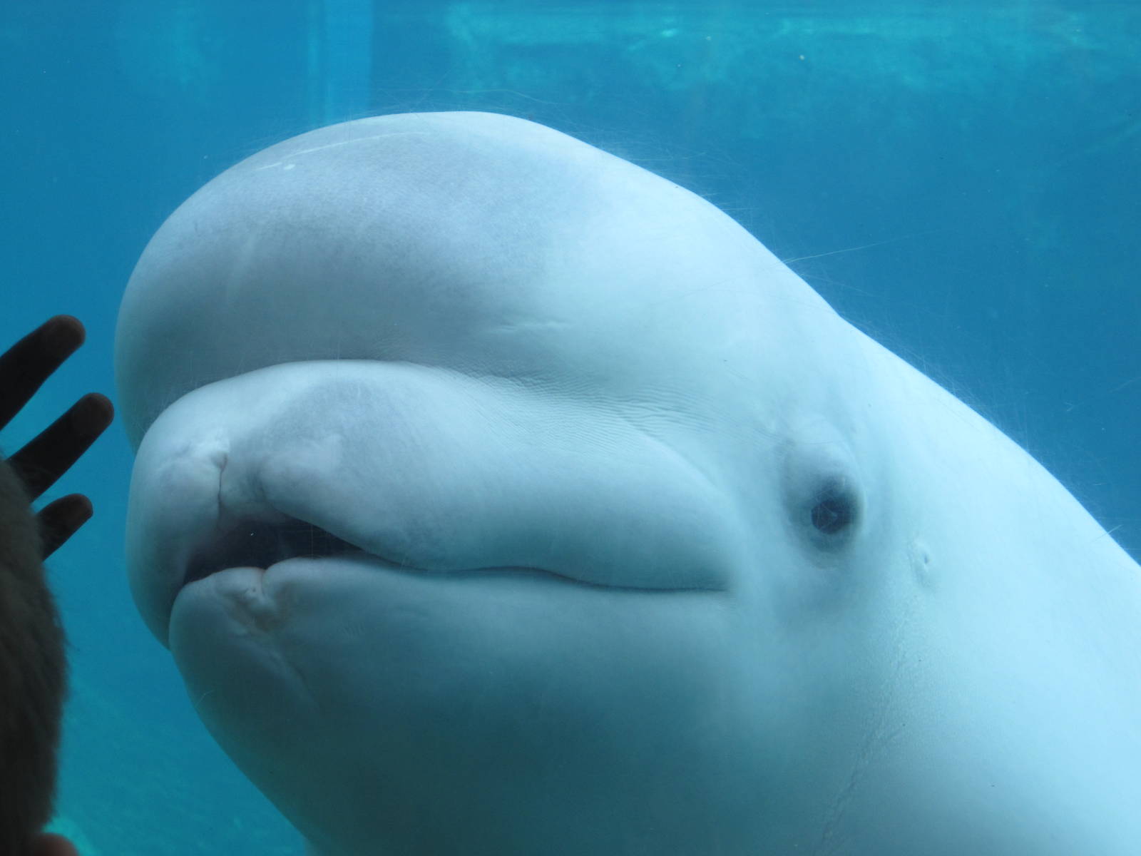 Arctic Coast- Juno the Beluga