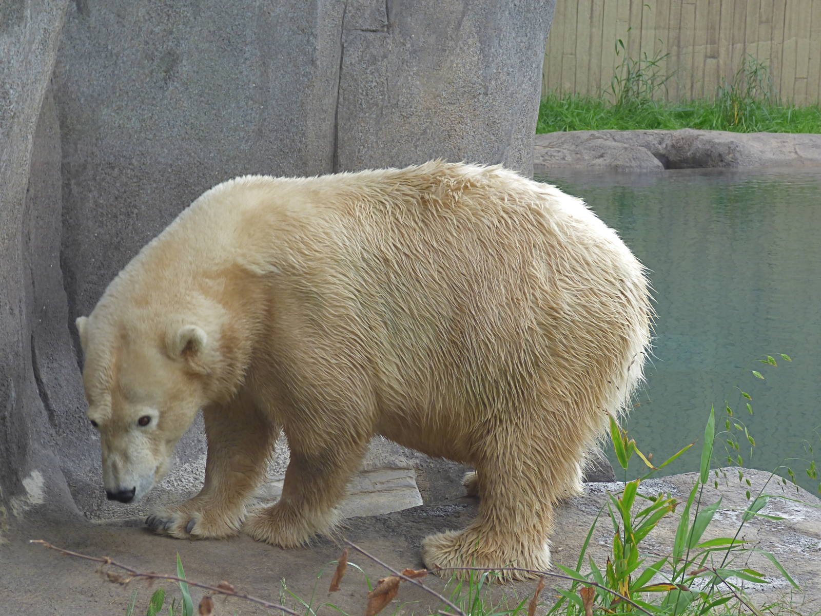 Arctic Edge: Anana the Polar Bear