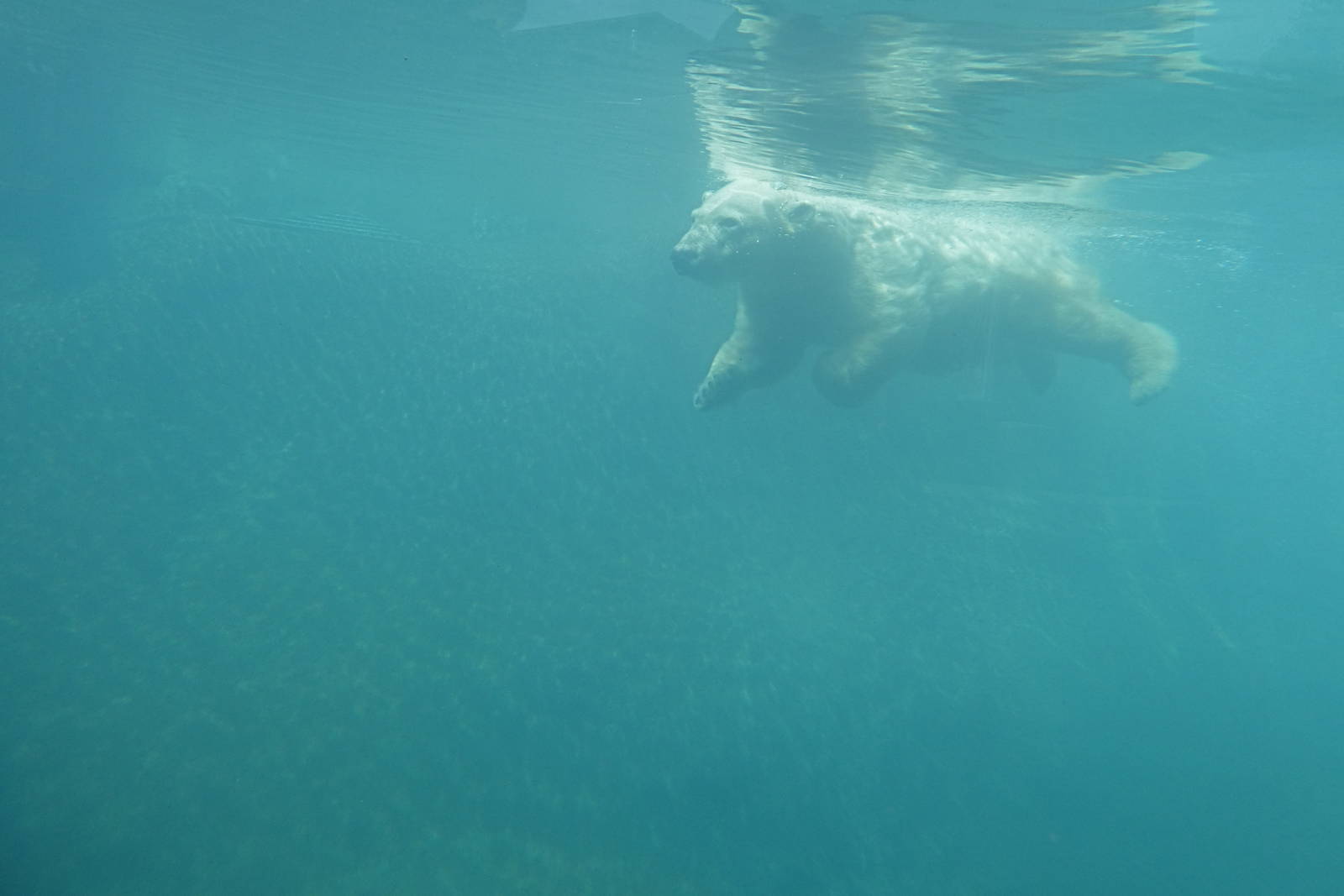 Arctic Edge - Anana the Polar Bear