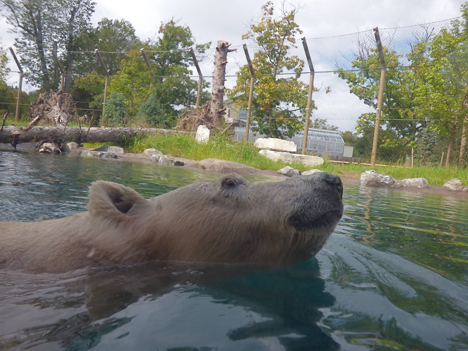 Arctic Edge - Anana the Polar Bear