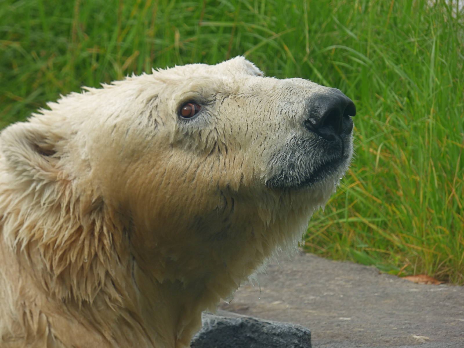 Arctic Edge - Anana the Polar Bear