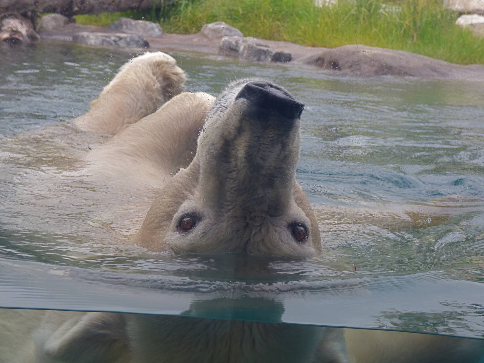 Arctic Edge - Anana the Polar Bear