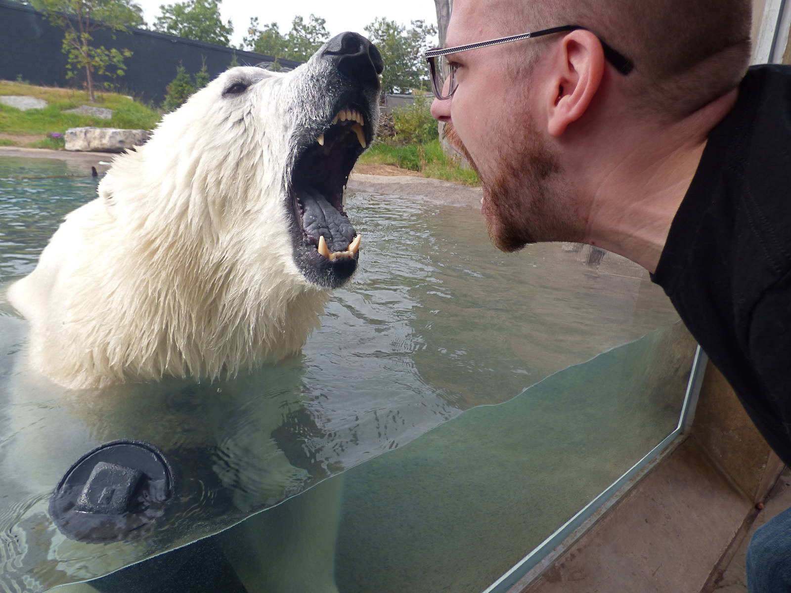 Arctic Edge - Luna & Me