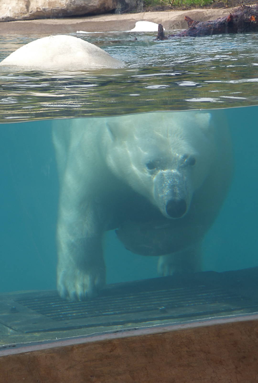 Arctic Edge - Luna the Polar Bear