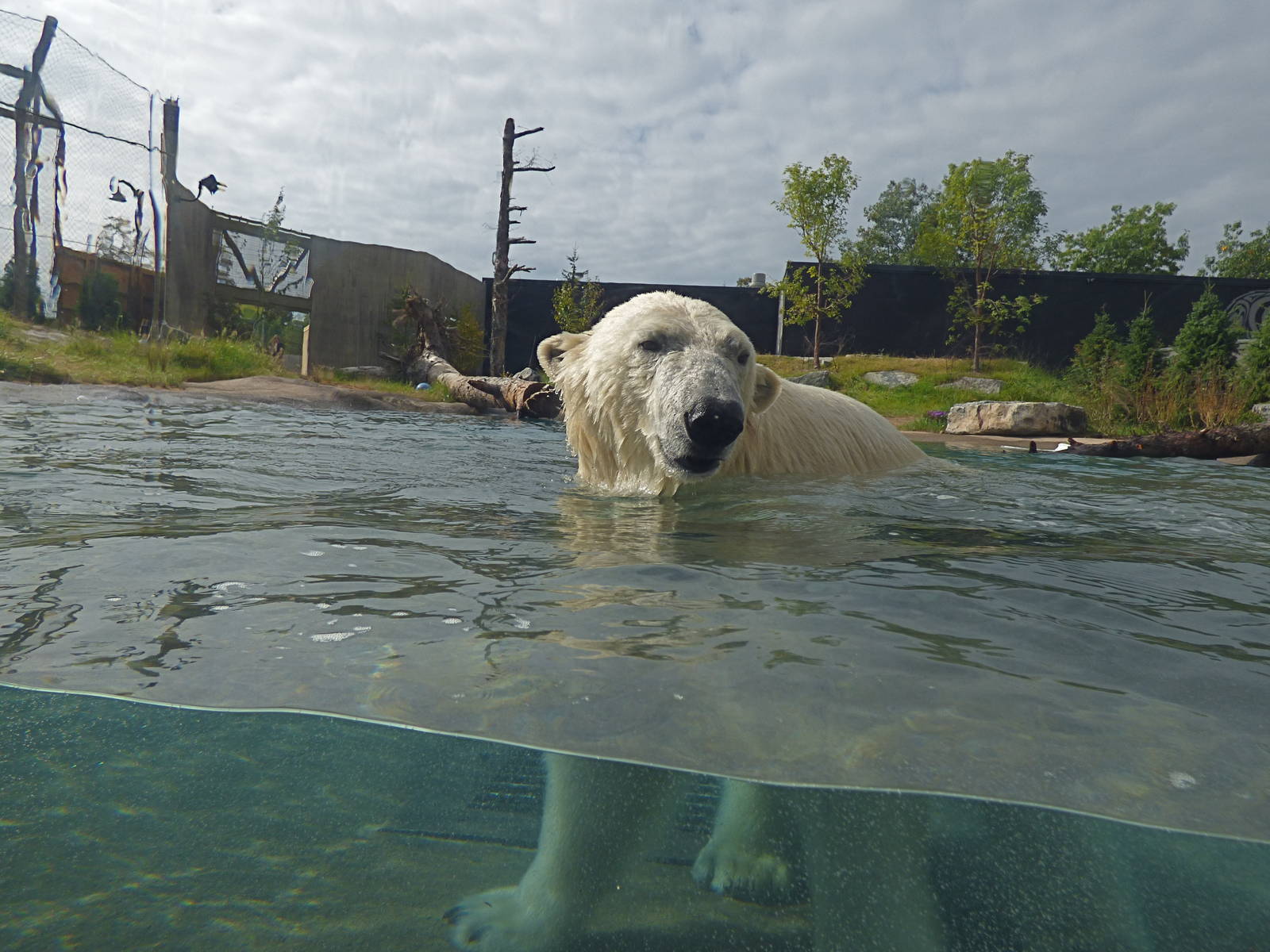 Arctic Edge - Luna the Polar Bear