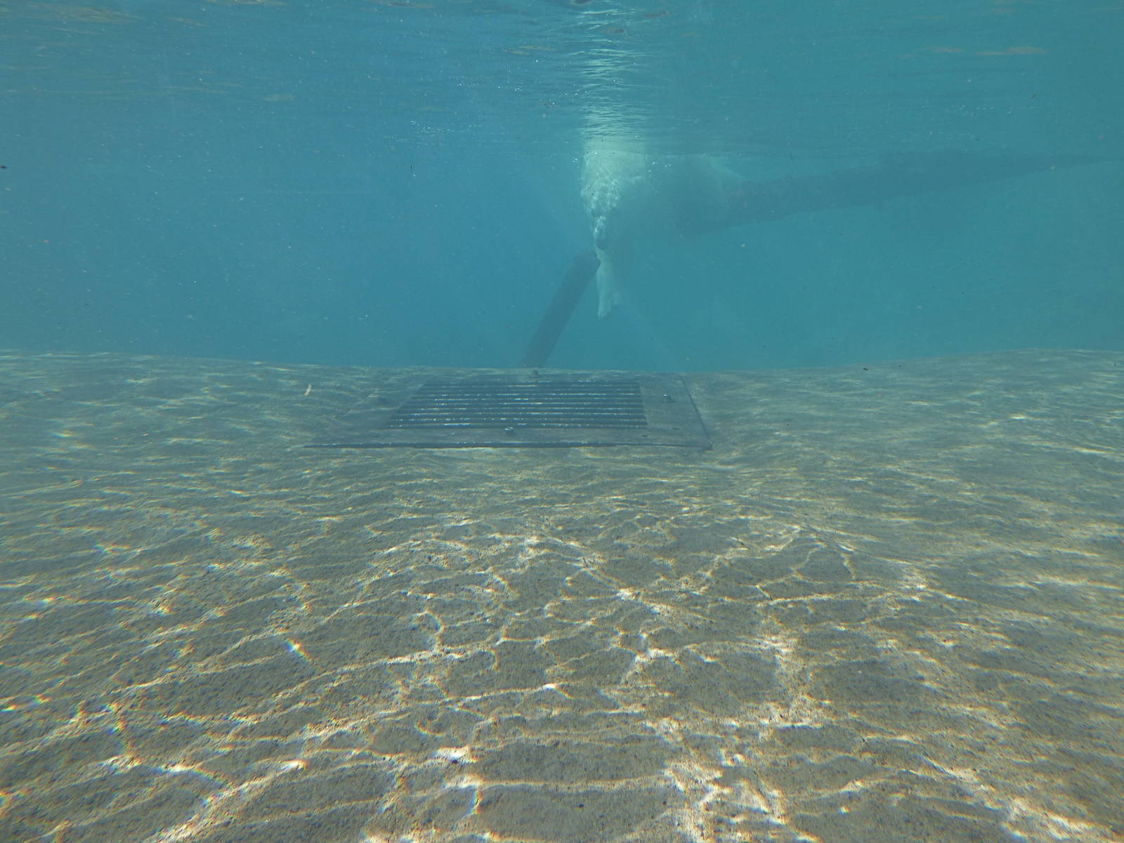 Arctic Edge - Polar Bear Exhibit #1 Pool