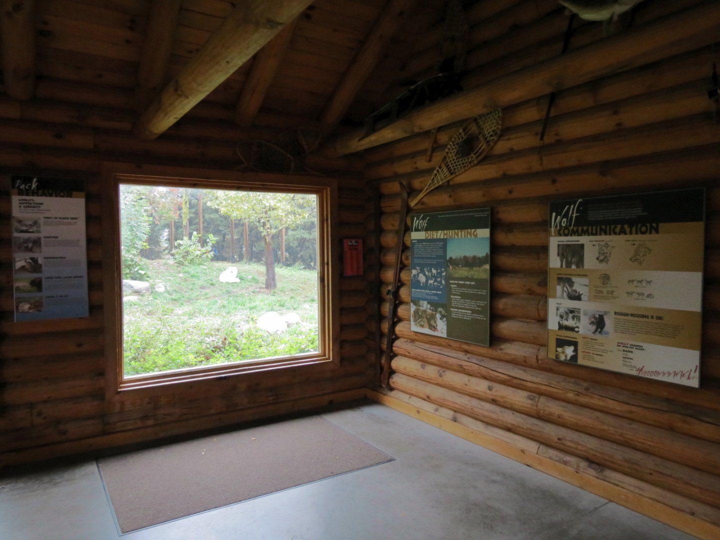 Arctic Encounter - Gray Wolf Exhibit