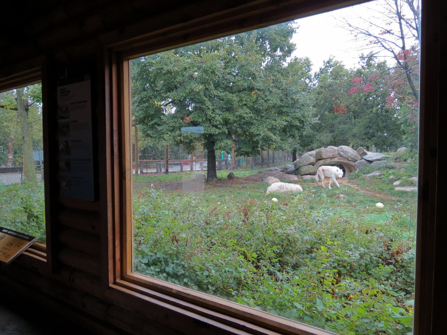 Arctic Encounter - Gray Wolf Exhibit