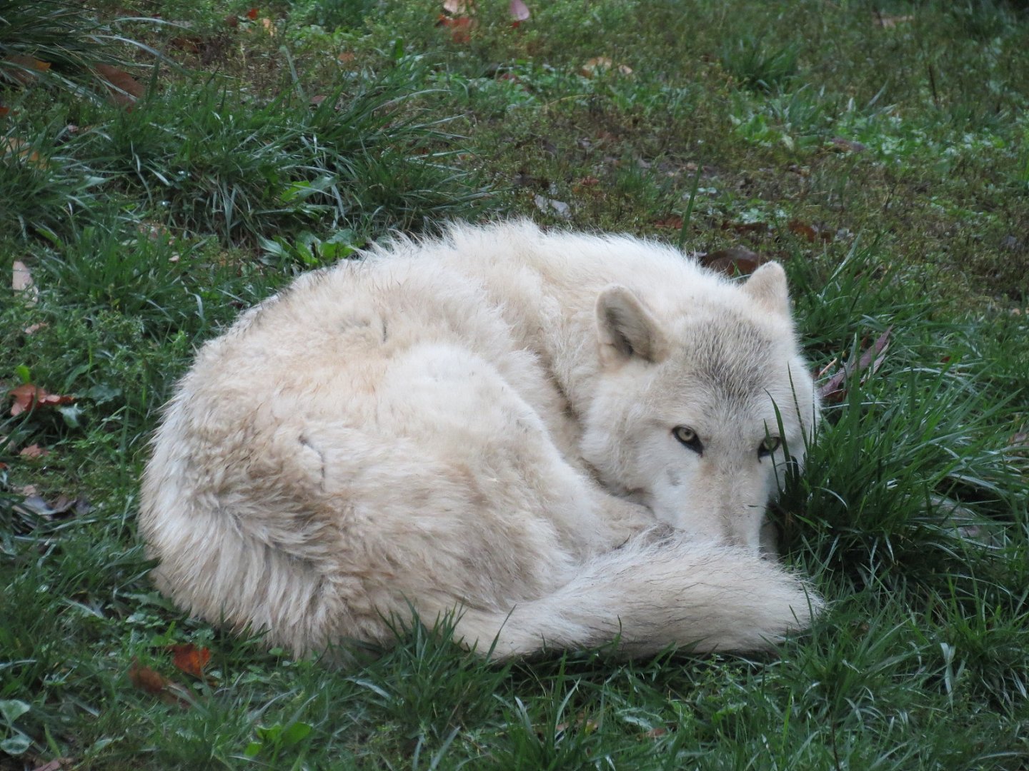 Arctic Encounter - Gray Wolf Exhibit