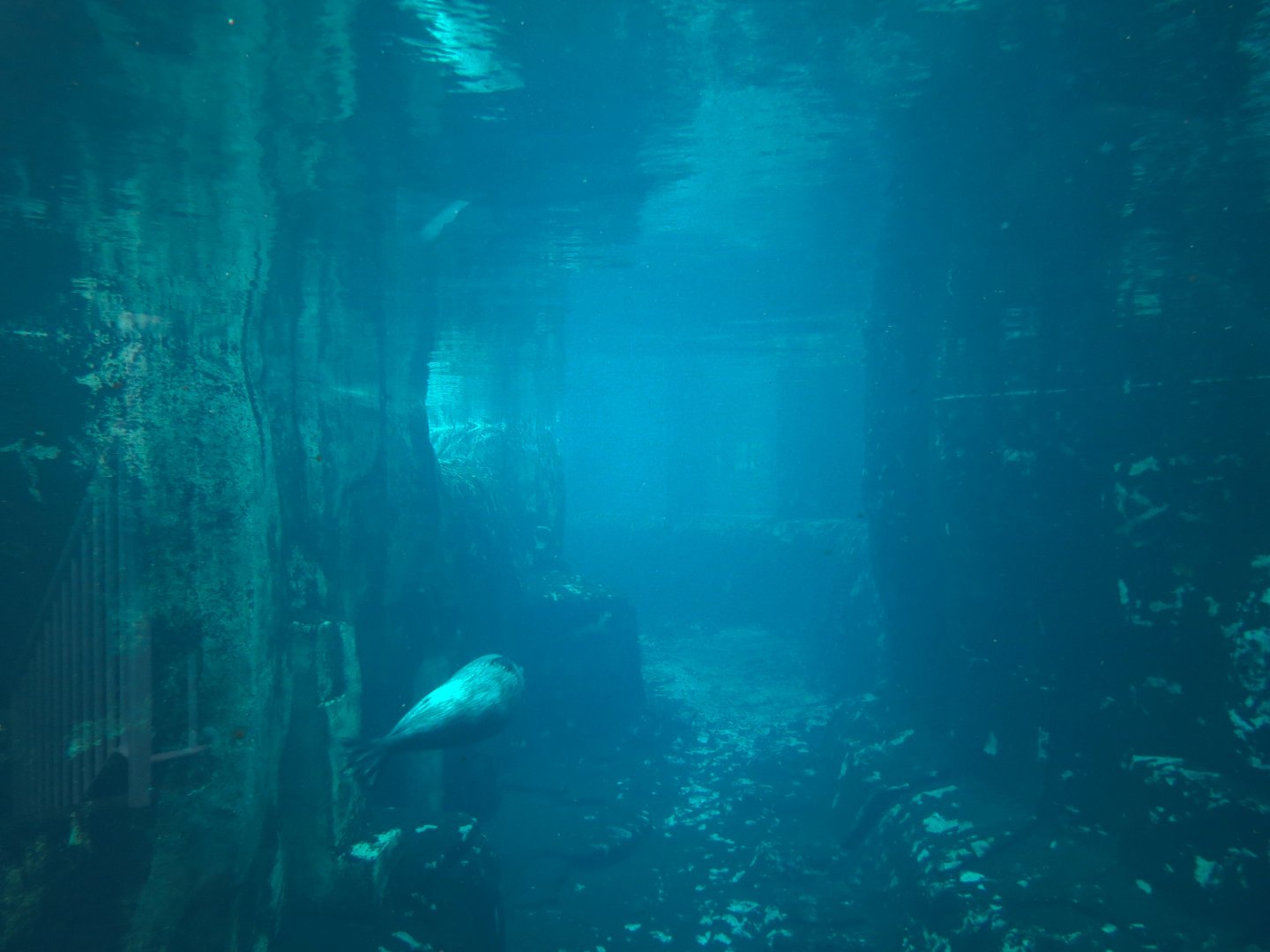 Arctic Encounter - Grey Seal Exhibit