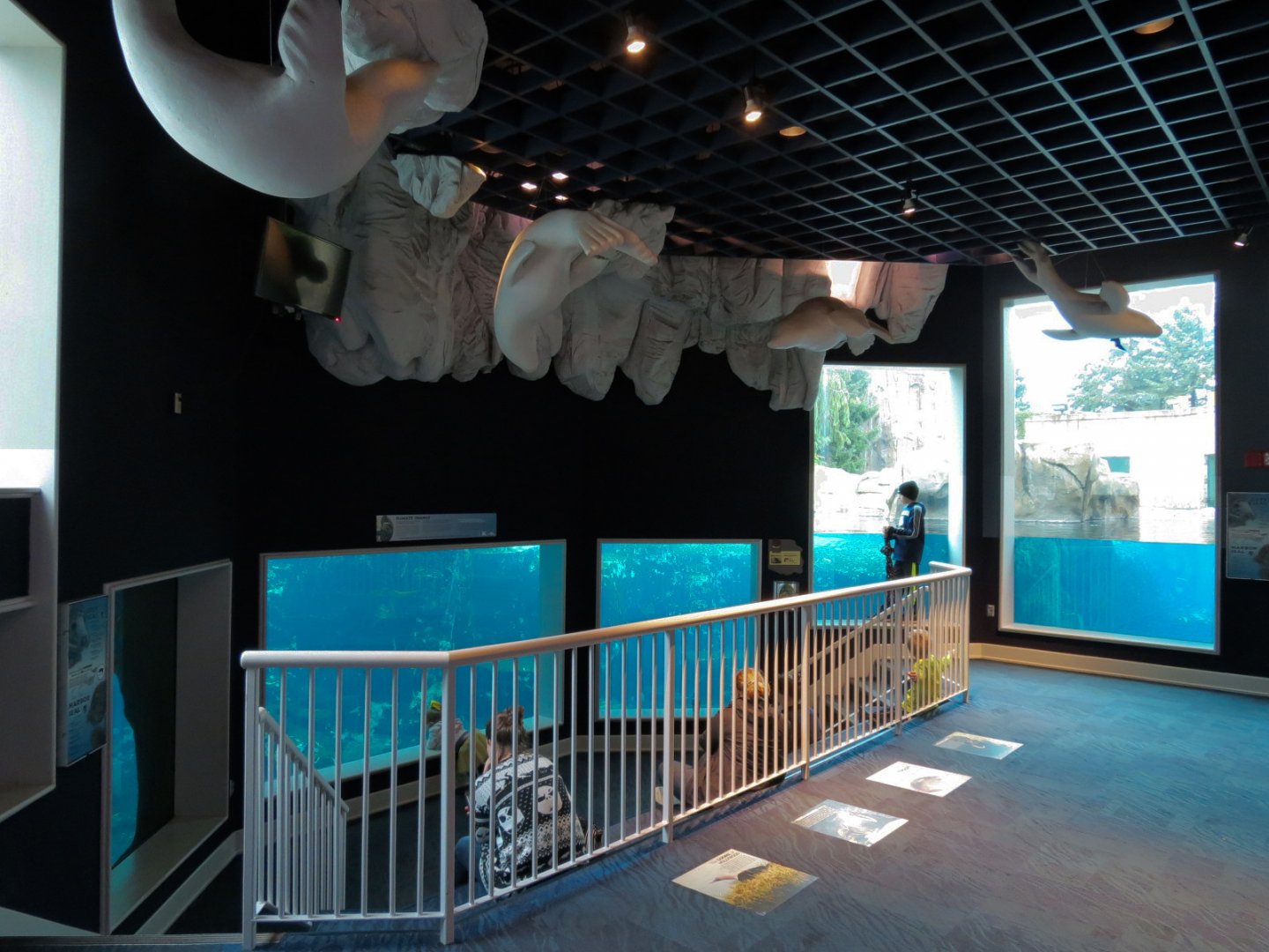 Arctic Encounter - Grey Seal Exhibit