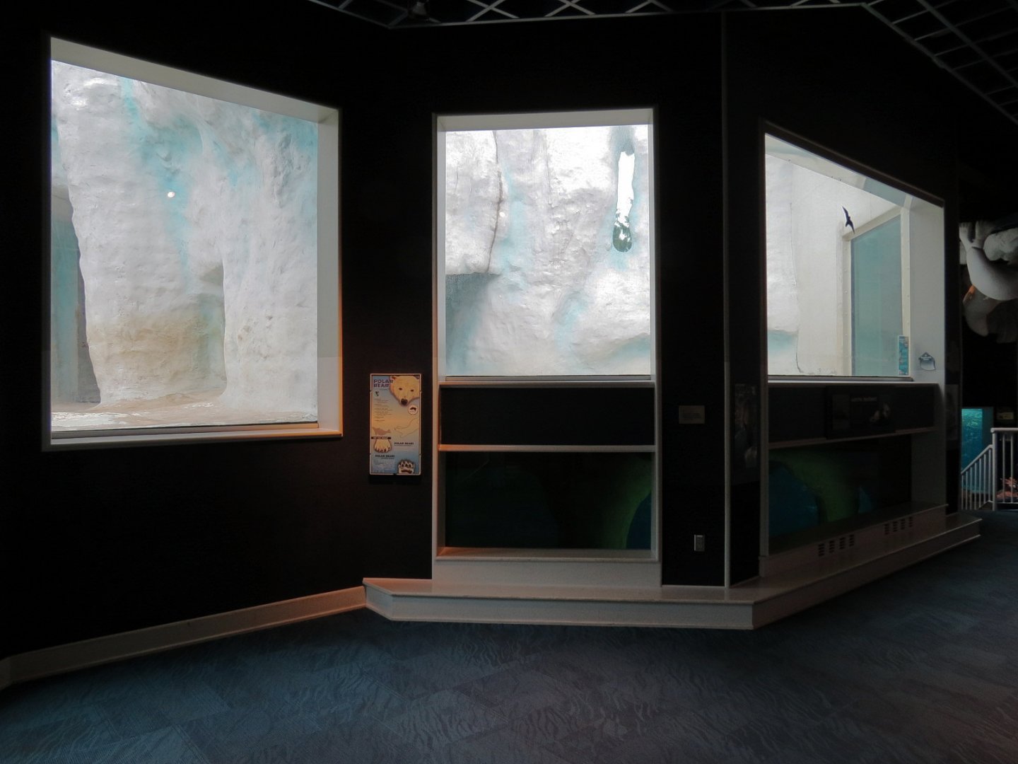 Arctic Encounter - Polar Bear Exhibit