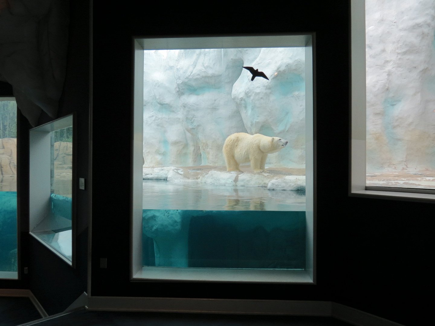 Arctic Encounter - Polar Bear Exhibit
