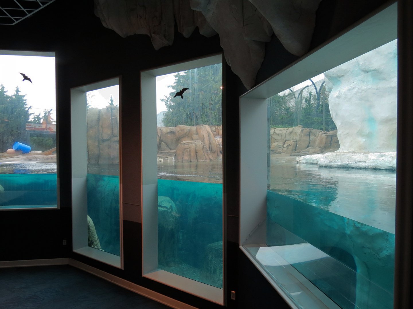Arctic Encounter - Polar Bear Exhibit