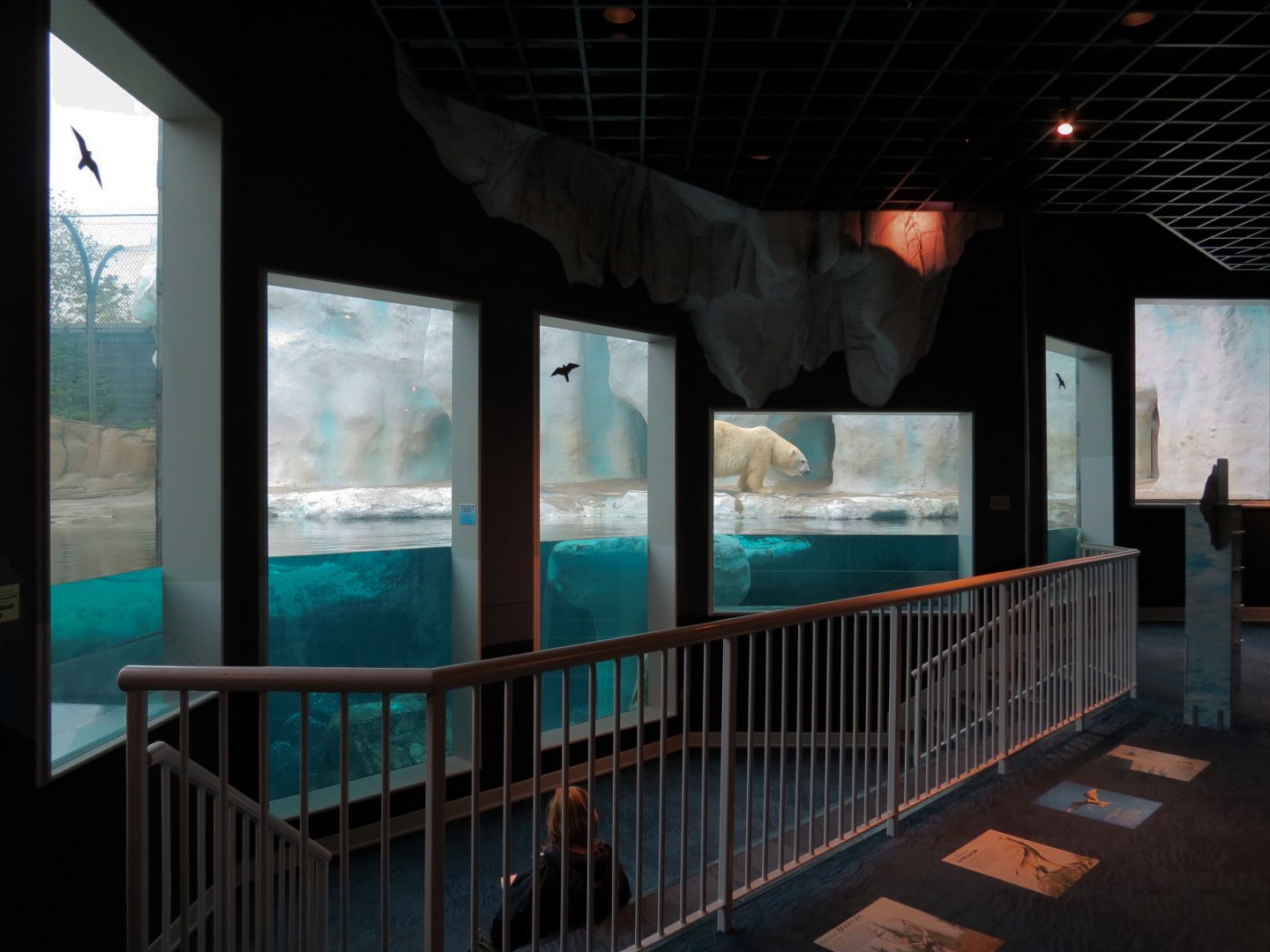 Arctic Encounter - Polar Bear Exhibit