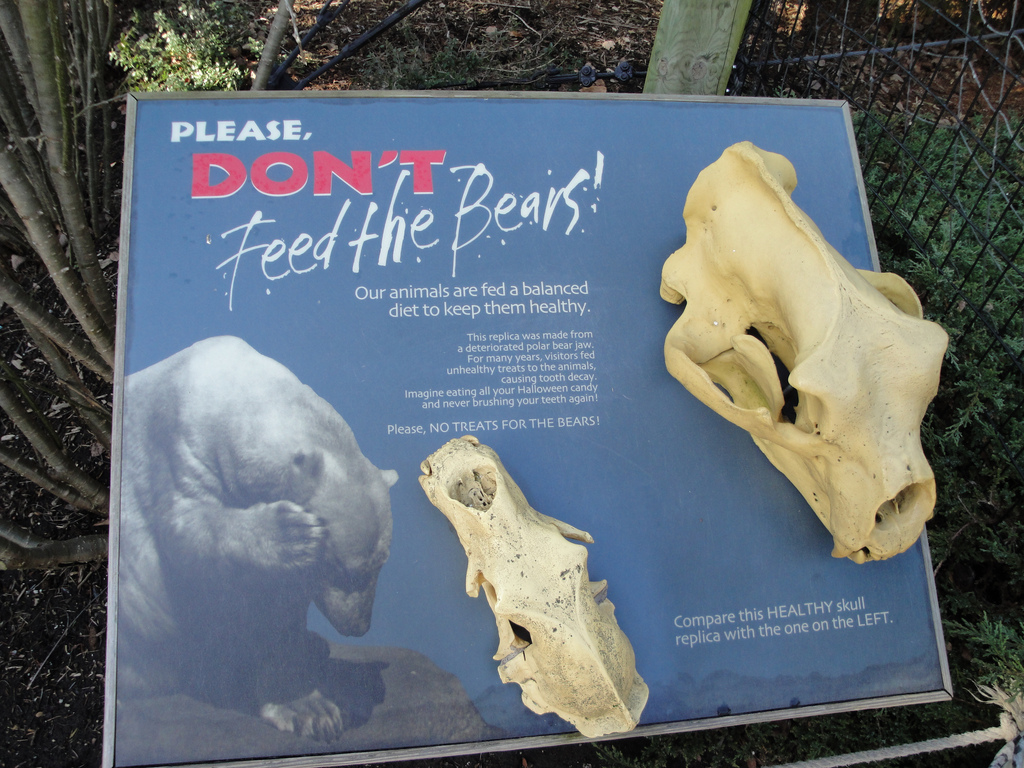 Arctic Encounter - Polar Bear Skulls