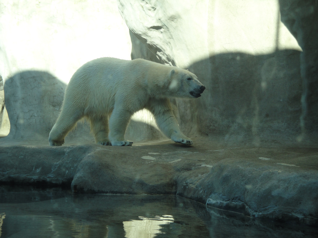 Arctic Encounter - Polar Bear