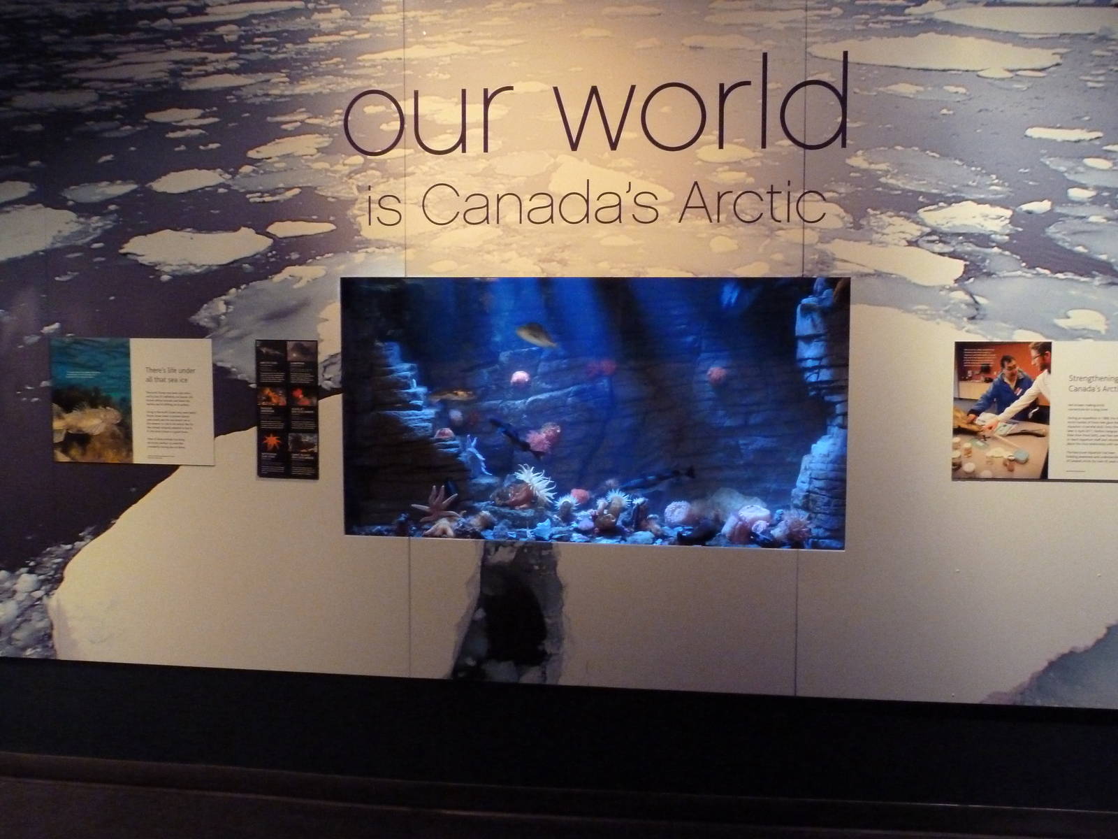 Arctic Exhibit (New In 2011) - 6 Species