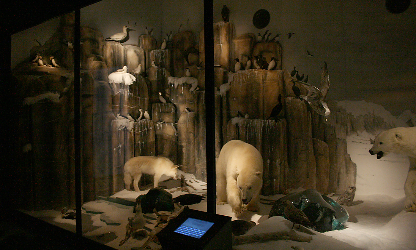 Arctic fauna panorama