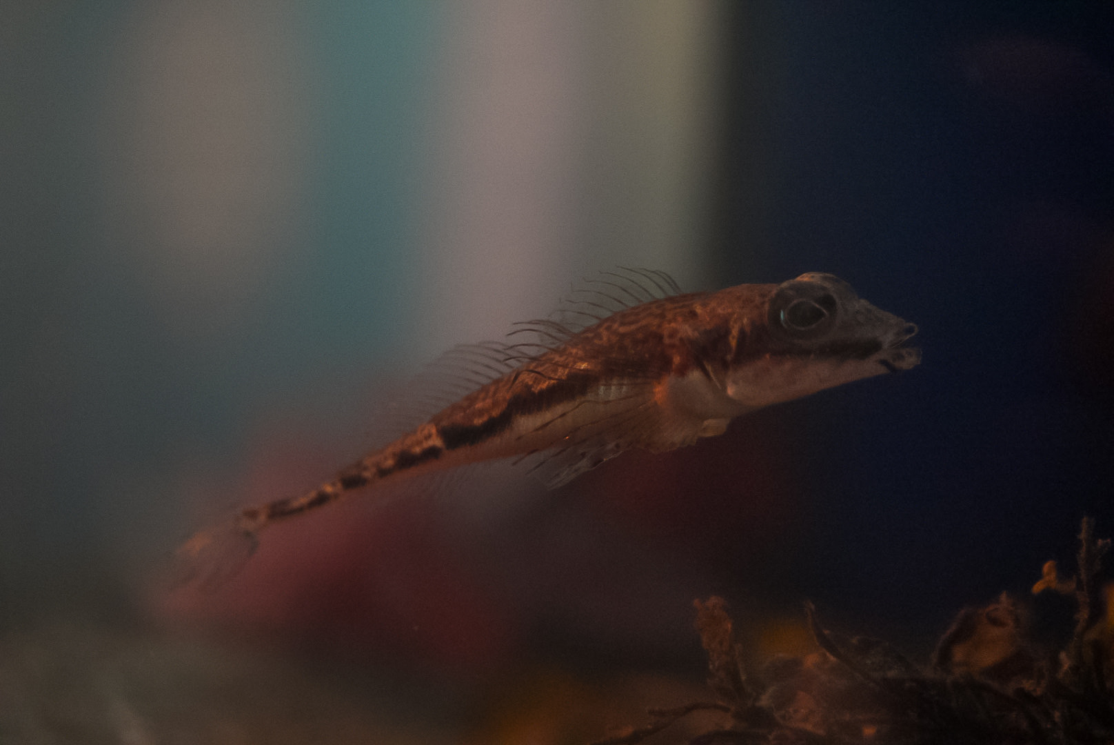 Arctic Fish @ Vancouver Aquarium