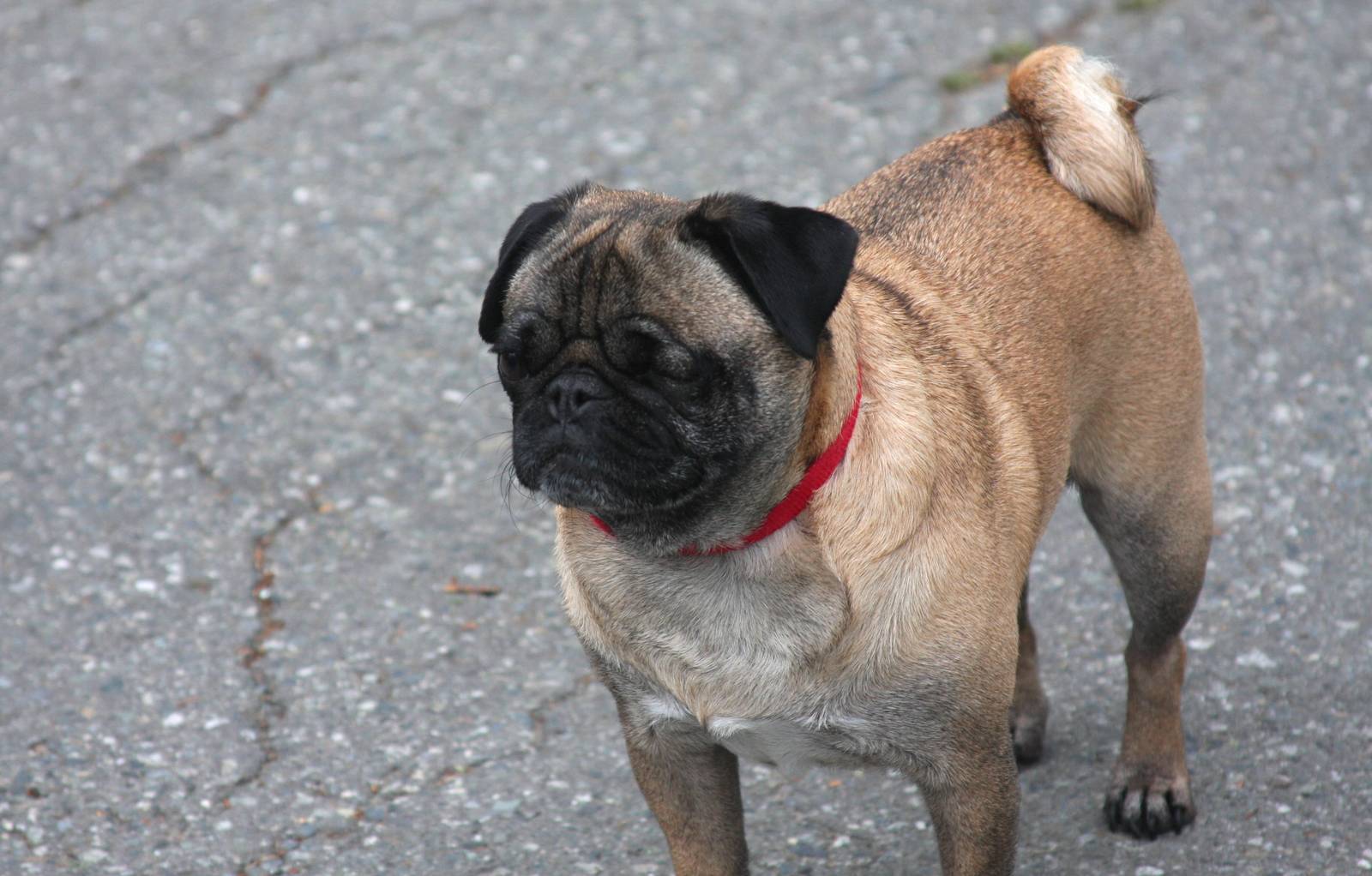 Arctic Flightless Short-nosed Land Bat with tracking collar - Alaska