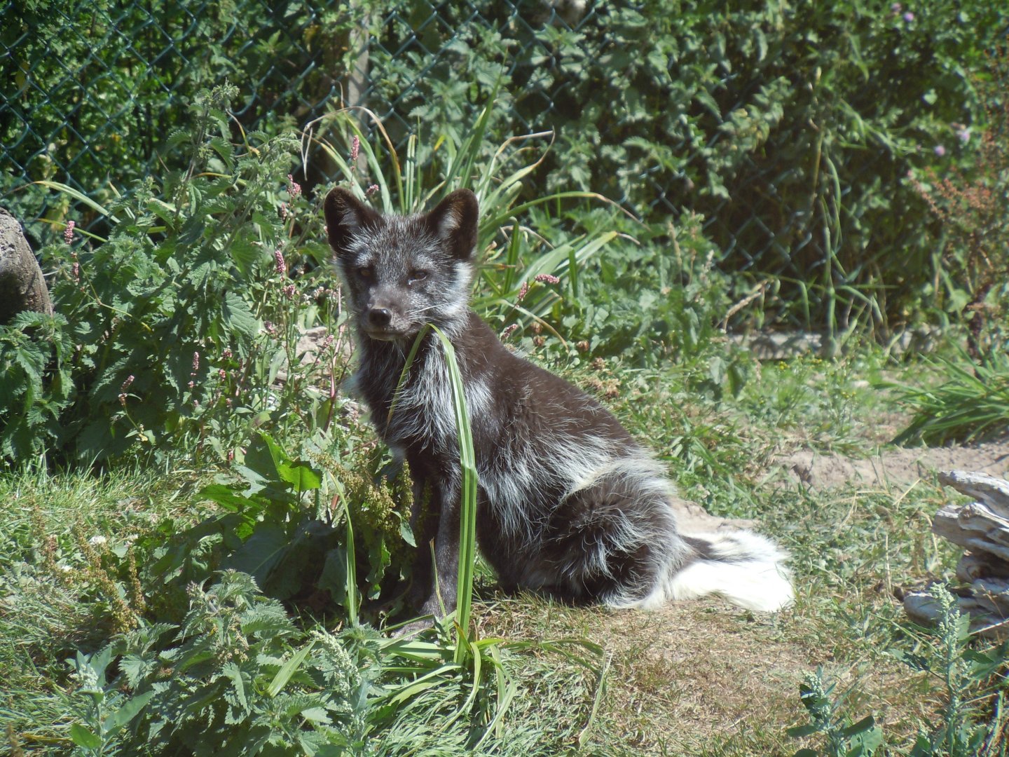 Arctic fox 030820