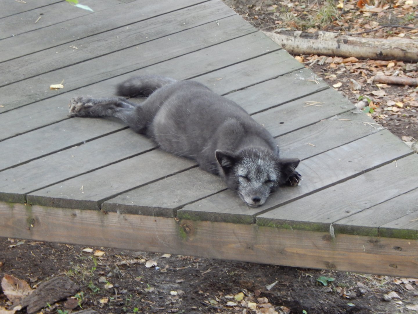 Arctic fox 030924