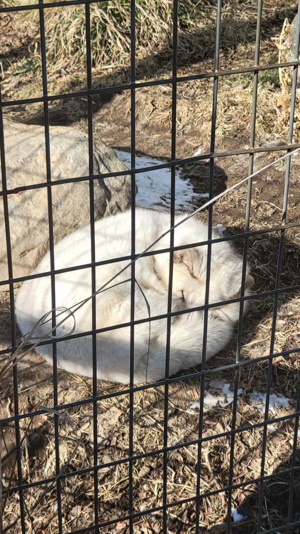 Arctic Fox (1/25/25)