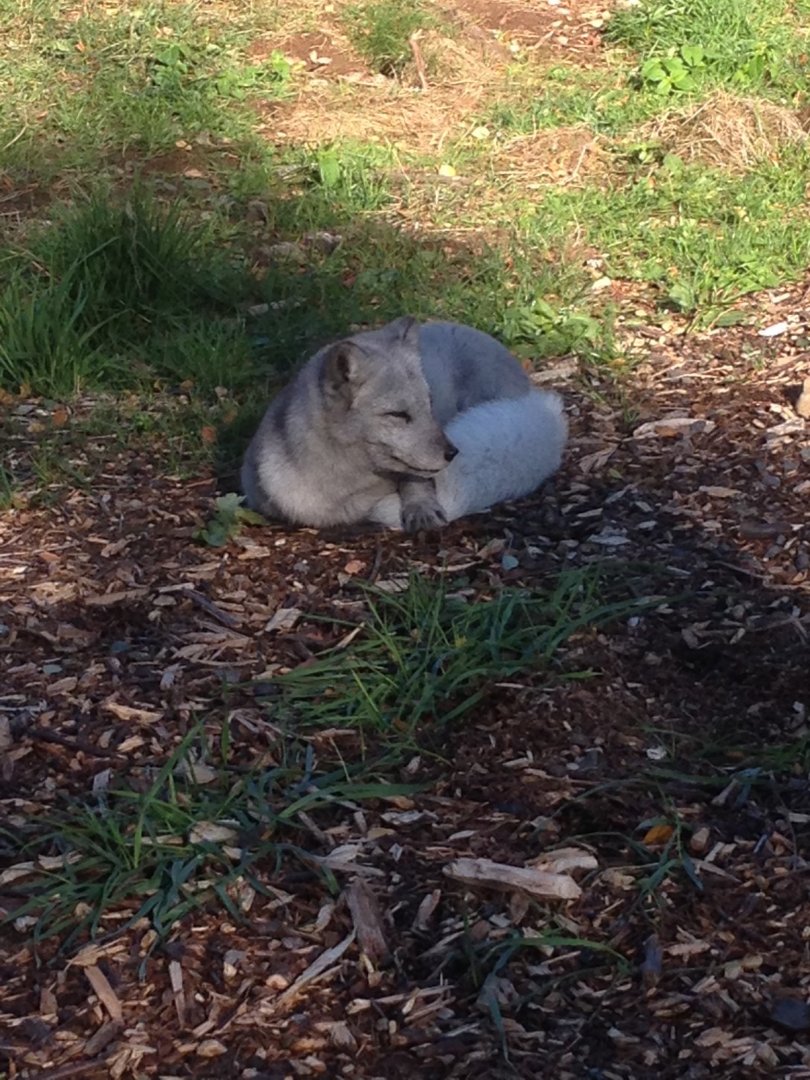 Arctic fox (12 October 2013)