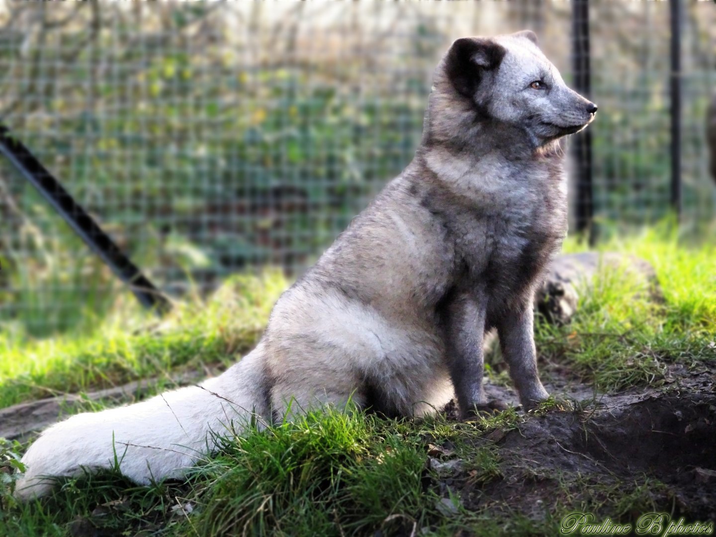 Arctic Fox 16 November 2025
