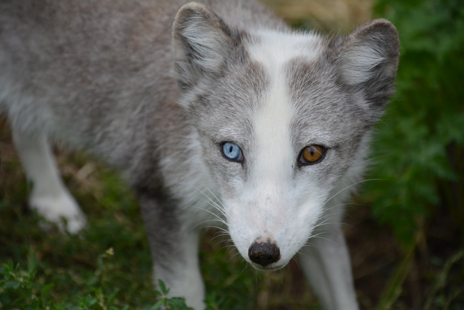 Arctic Fox 18/08/2023