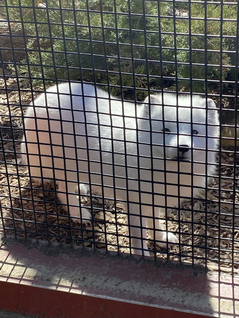 Arctic Fox - 2/12/2023