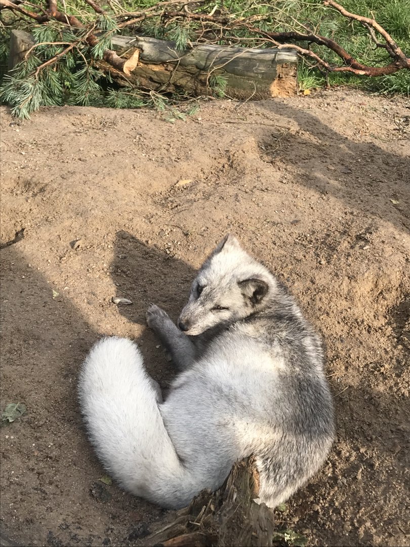 Arctic fox (2019)