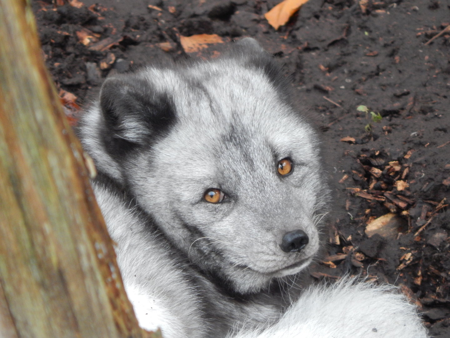 Arctic fox 241122