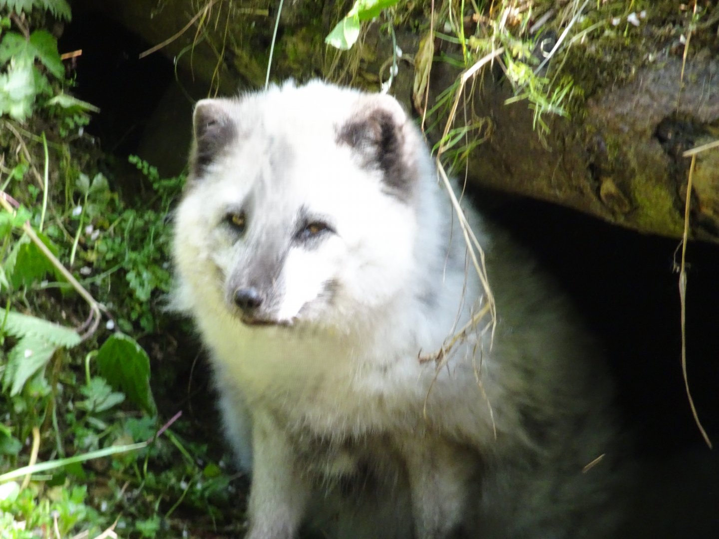 Arctic Fox   25 May 2025