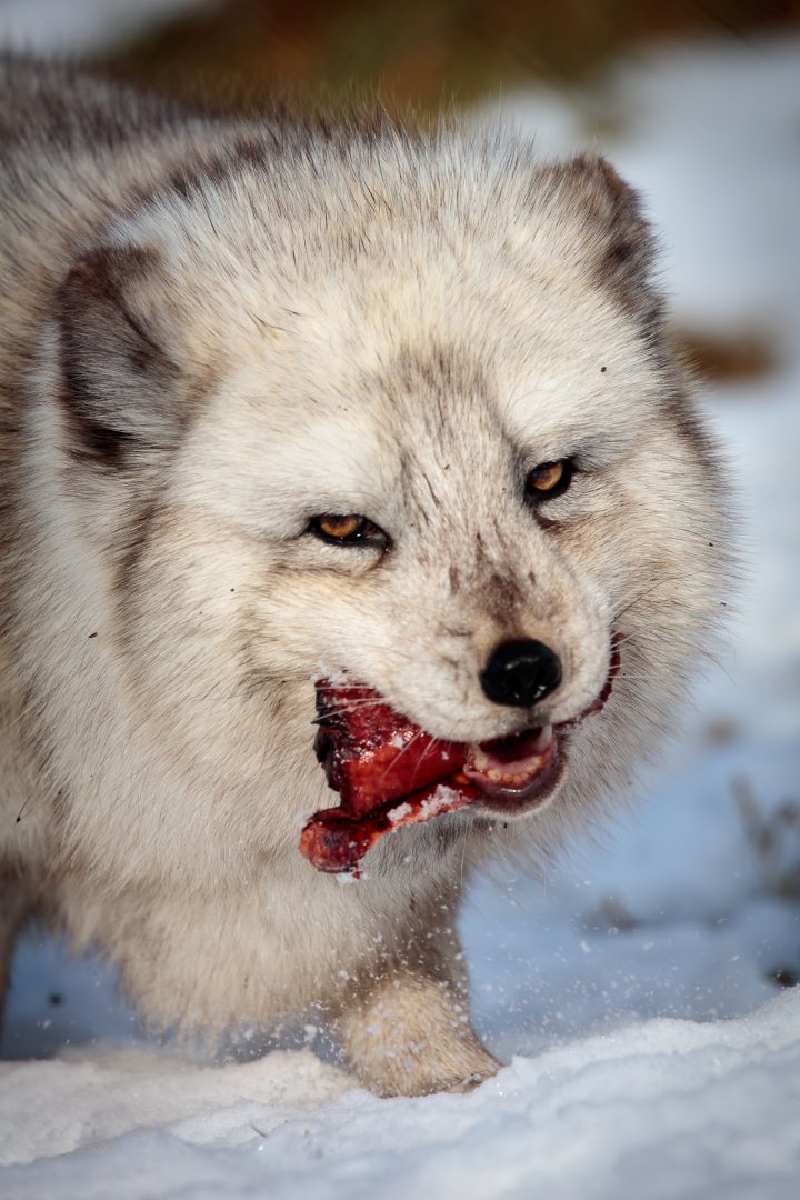 Arctic Fox - 27/02/2017