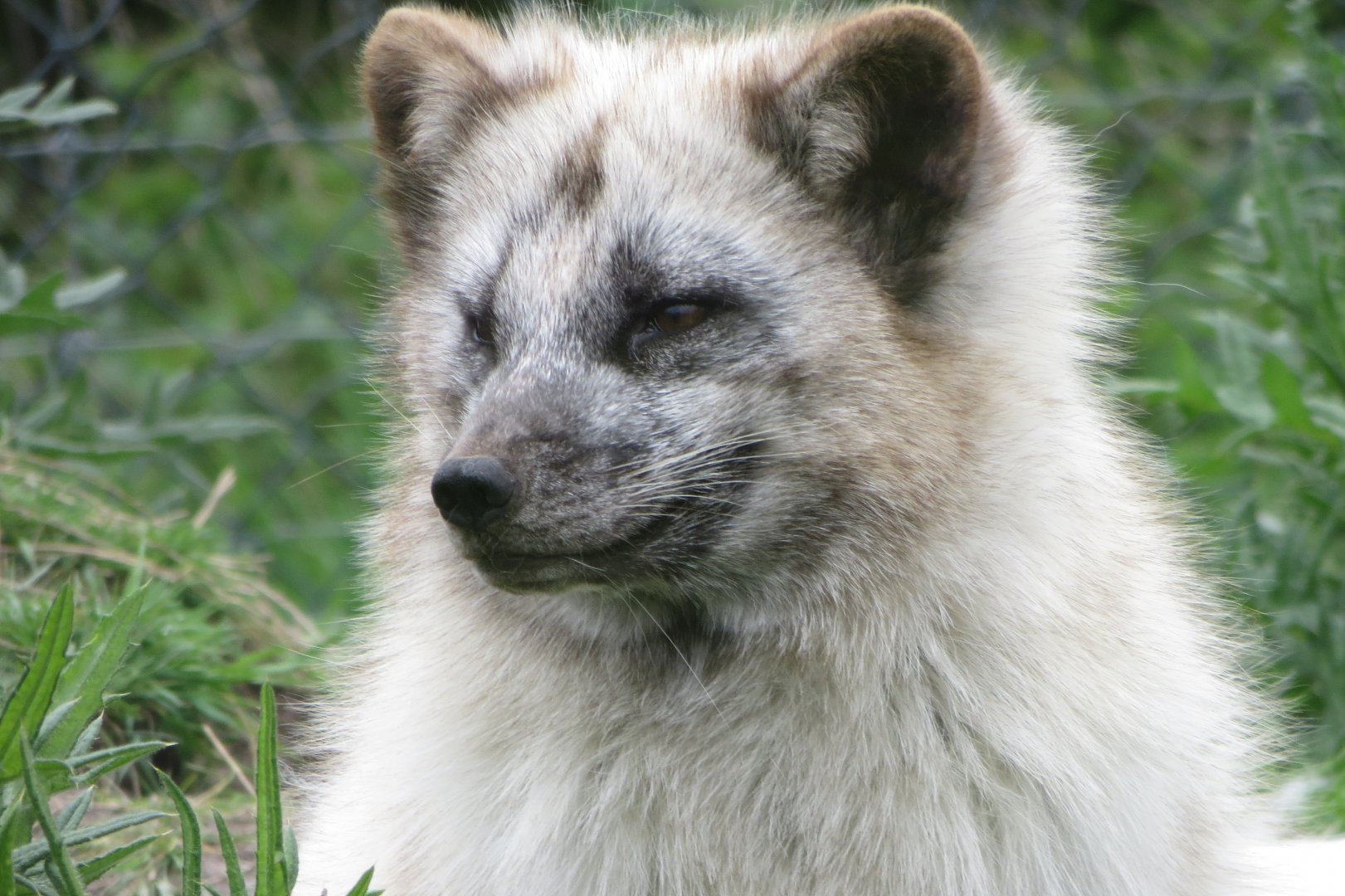 Arctic fox 280418