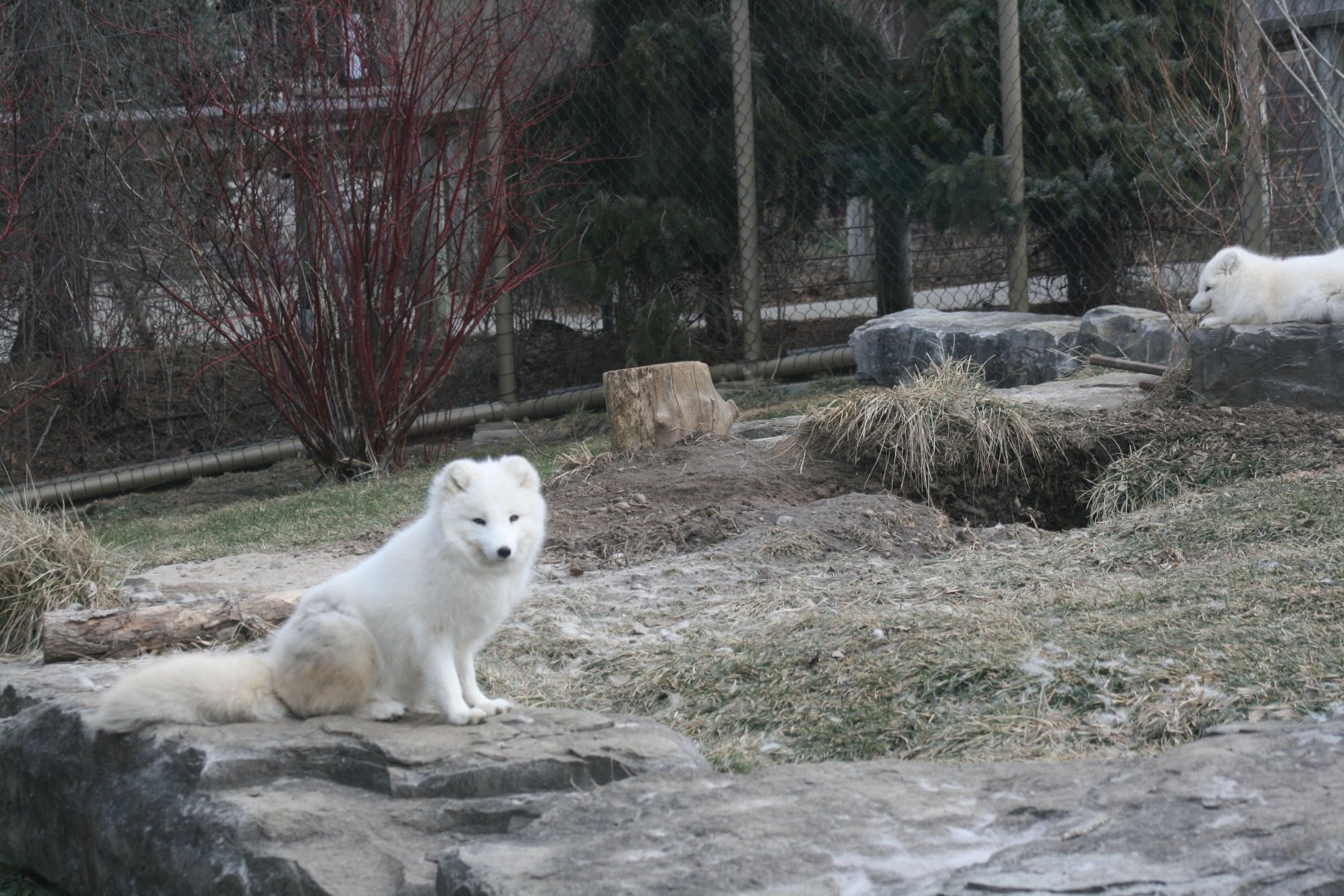 Arctic Fox(3/9/2025)