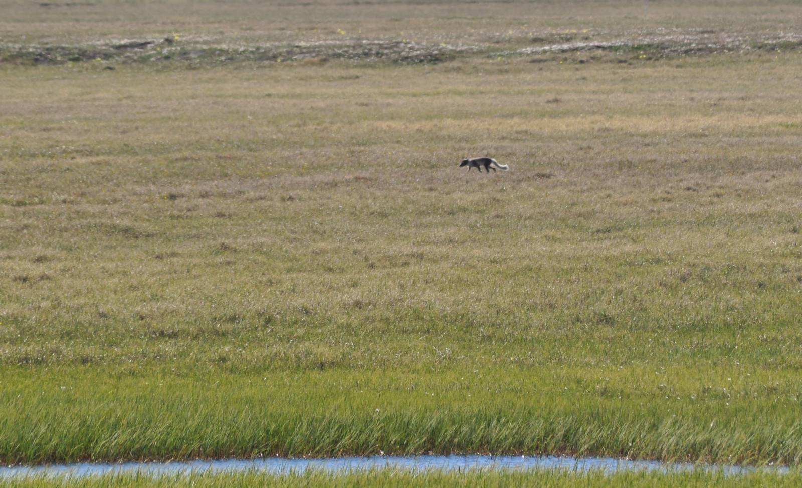 Arctic Fox - Alaska