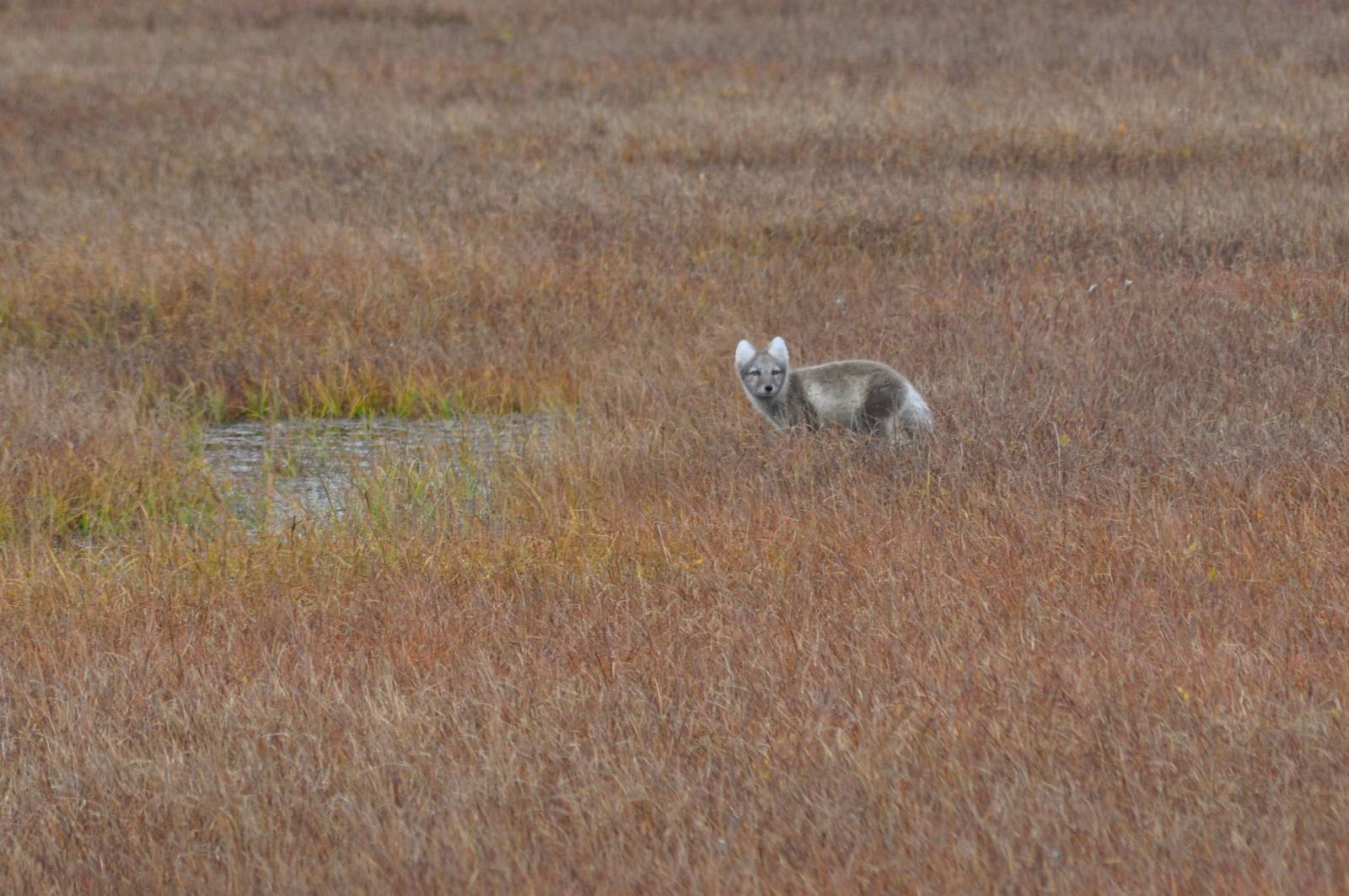 Arctic Fox - Alaska