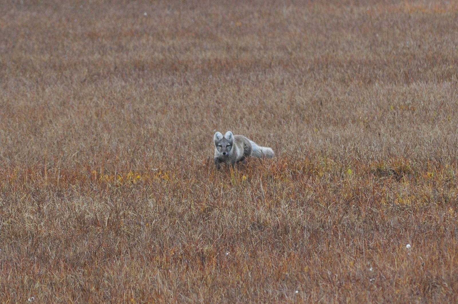 Arctic Fox - Alaska