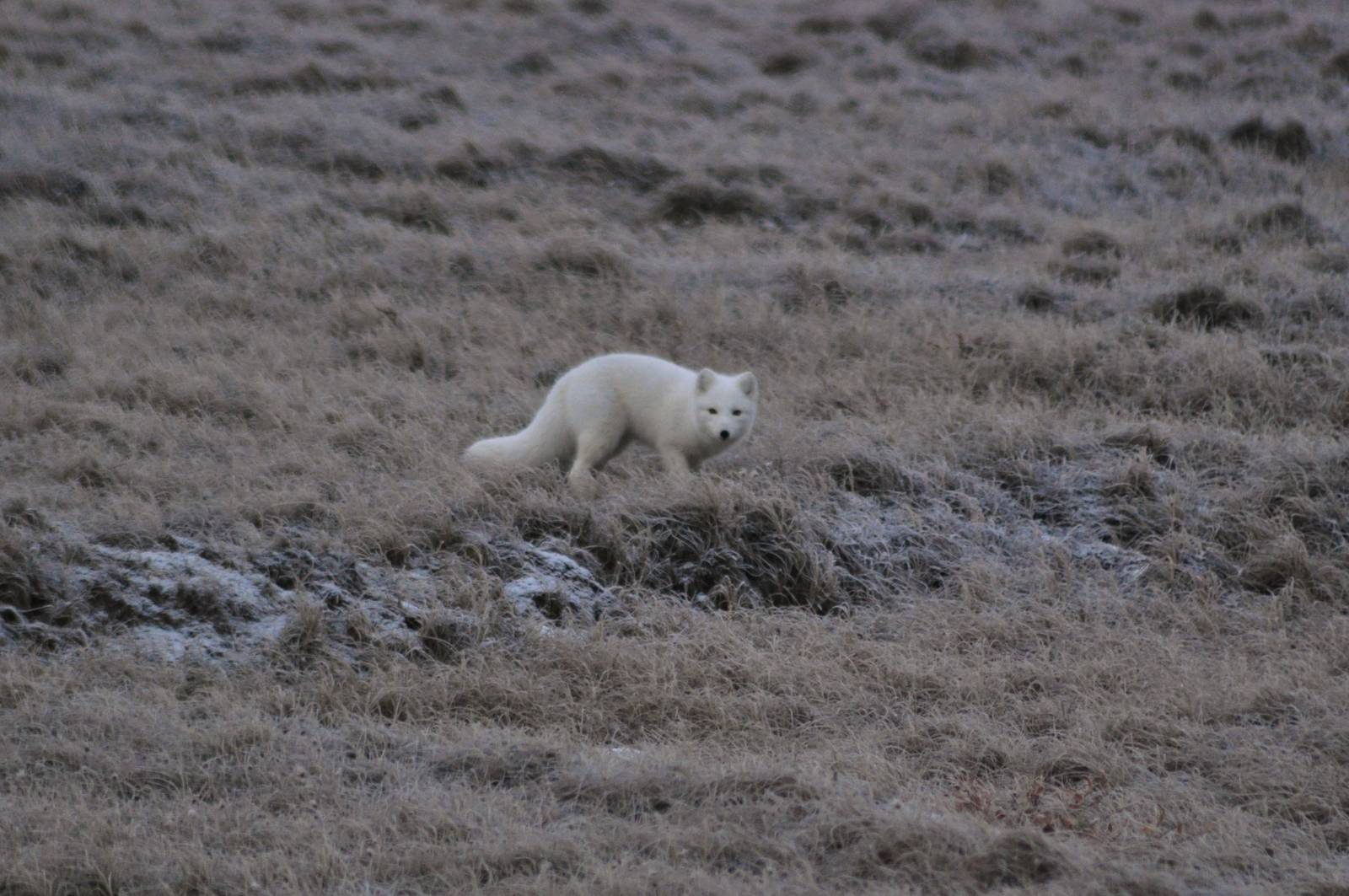 Arctic Fox - Alaska